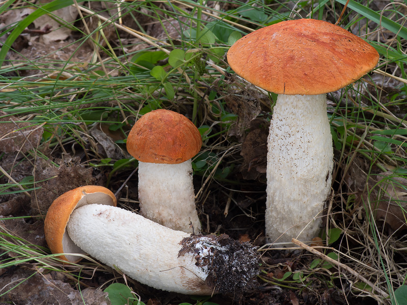 Leccinum rufum